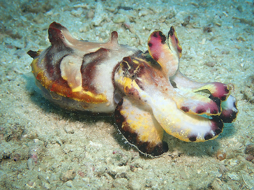 Ascarosepion pfefferi
